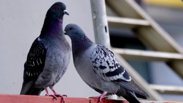 Çift Hayvan Güvercinleri Columba Livia Domestica Sokak Güvercinleri Metal Bir — Stok video