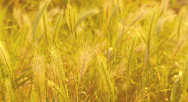 Güzel yaz manzarası, olgunlaşan buğday, çavdar, tahıl, tarım konsepti, büyüyen ekin, çevre dostu bitkiler, yabani otlar, tahıl ithalatı, yurtdışına ihracat