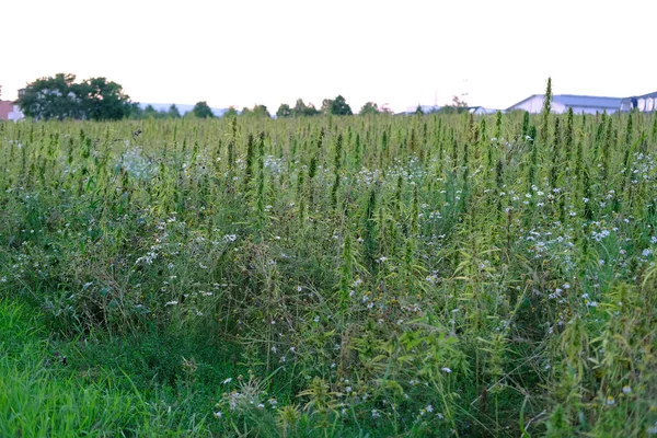 green cannabis plants growing on medical cannabis fields in Germany, concept of medical marijuana legalization, drug trafficking