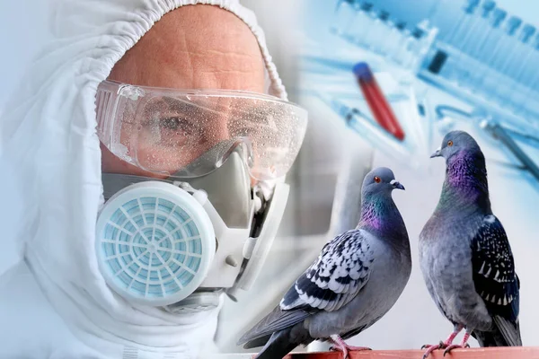Two Feral Pigeons Chemical Laboratory People Concept Biology Science Closeup — Stock Photo, Image