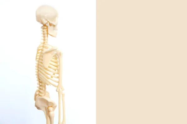 Plastikmodell Des Menschlichen Skeletts Auf Hellem Hintergrund Ein Anatomisches Handbuch — Stockfoto
