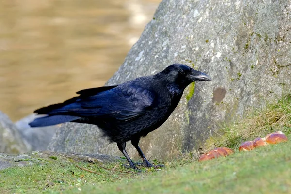 Schöner Intelligenter Vogel Schwarze Krähe Corvus Corone Fand Brot Und — Stockfoto