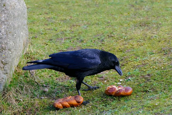 Schöner Intelligenter Vogel Schwarze Krähe Corvus Corone Fand Brot Und — Stockfoto