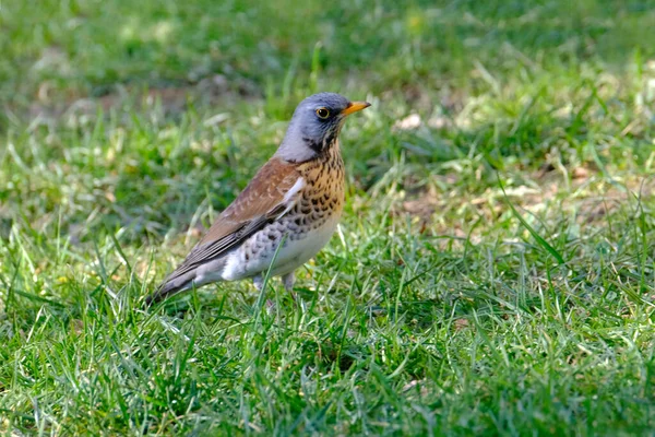 beautiful forest bird, thrush, Turdus pilaris jumps on spring green grass, looking for material to build nest, concept of nesting and breeding birds, wildlife protection, migration of feathered