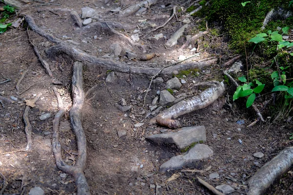 갈색의 에서의 관광걷기 오르기 어려운 생태학 — 스톡 사진