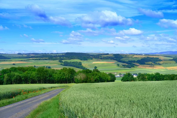 Bellissimo Paesaggio Estivo Campi Verdi Grano Maturo Foresta Dietro Collina — Foto Stock