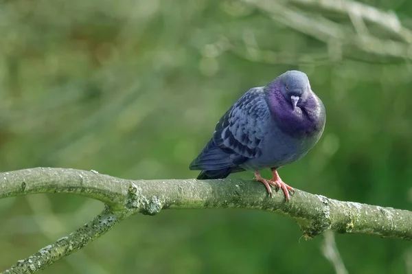 Pombos Feral Columba Livia Domestica Sentado Floresta Carvalho Pântano Ramo — Fotografia de Stock