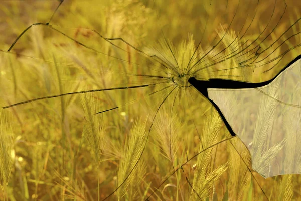 Schöne Landschaft Goldene Felder Reifenden Weizen Roggen Getreide Glasscherben Landwirtschaftliches — Stockfoto