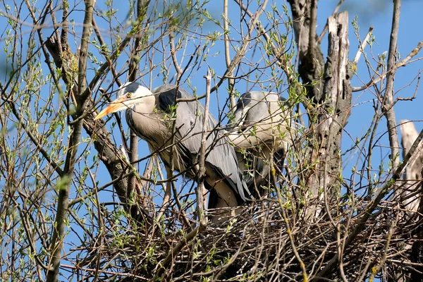 caring couple gray heron, Ardea cinerea, building nest in tree, birds parents rearing offspring, animal breeding in wild, wildlife conservation, feathered family in natural environment