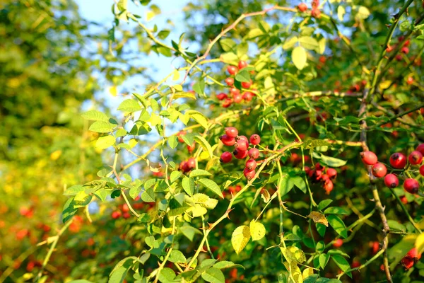Hermosas Rosa Mosqueta Roja Entre Follaje Verde Concepto Vitaminas Medicina —  Fotos de Stock