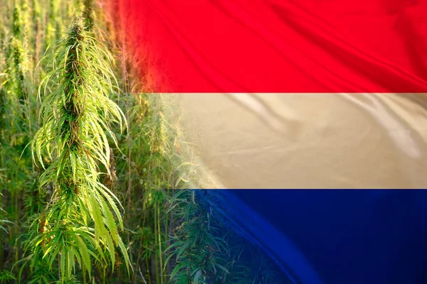 national flag of the Netherlands, green cannabis plants, concept of medical cannabis, legalization of drugs or personal use, drug policy of country, cultivation and trade of marijuana