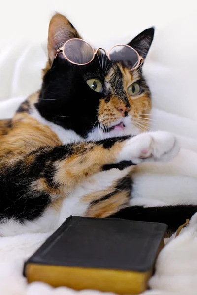 Close Beautiful Brown Tricolor Adult Smart Cat Glasses Proudly Lies — Stock fotografie
