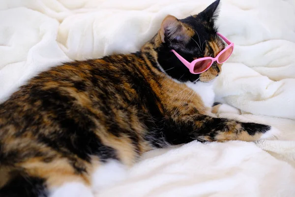 Zbliżenie Piękny Brązowy Trójkolorowy Dorosły Szczęśliwy Kot Moda Różowy Okulary — Zdjęcie stockowe
