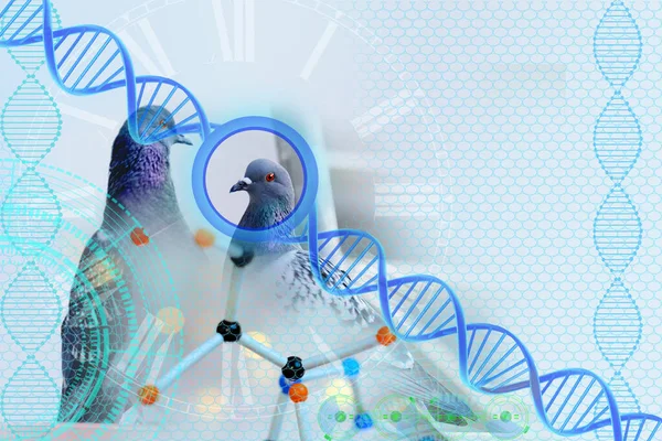 化学实验室的两只野生鸽子 人的概念 生物科学 在临床实验室做生物武器测试的试管特写 Dna分子结构 羽毛疾病研究 — 图库照片