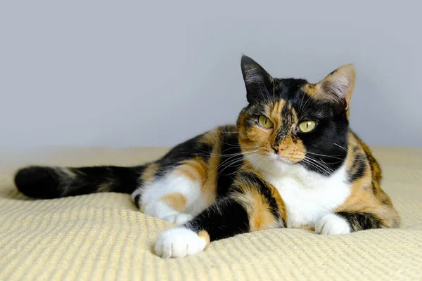 美しい茶色の大人の国内猫は誇らしげに敷物に横たわっています 見て回る 4本足のペットを維持するという概念 獣医師 動物への愛 ペットケア 日常生活 — ストック写真