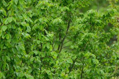 Yeşil bahar ormanı, rüzgarda sallanan taze yapraklar, bataklık parkeleri, boynuz demeti, Alman florası konsepti, Avrupa 'nın doğal bölgeleri ılıman bölge, doğa koruması, yaşam enerjisi, rüzgar, hava tahmini