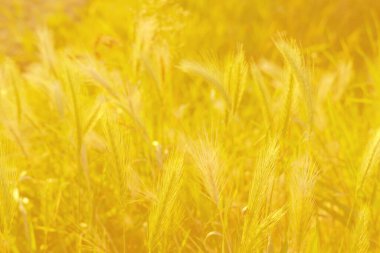 Güzel yaz manzarası, olgunlaşan buğday, çavdar, tahıl, tarım konsepti, büyüyen ekin, çevre dostu bitkiler, yabani otlar, tahıl ithalatı, yurtdışına ihracat