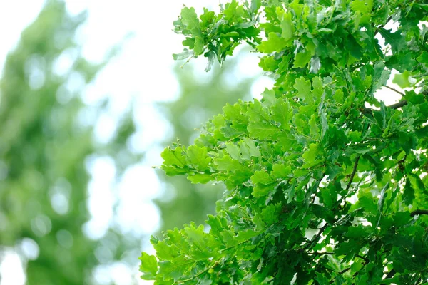 Genç Yeşil Meşe Yaprağı Quercus Palustris Yaprakları Bahar Yaz Mevsimi — Stok fotoğraf