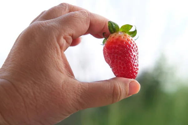 Nahaufnahme Von Frischen Erdbeeren Frischen Vitaminfrüchten Saftige Scheibe Mit Frischem — Stockfoto