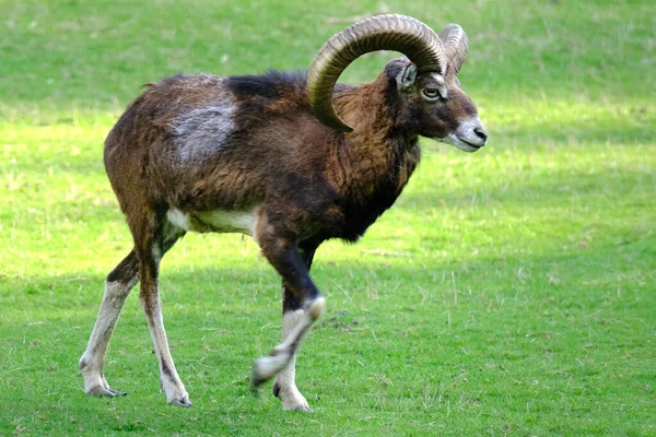 herbivorous animals Wild Mountain Sheep of Europe, Ovis ammon musimon with big cool horns on green grass, habits of artiodactyls, diversity of animal world of planet, protect nature, climate change