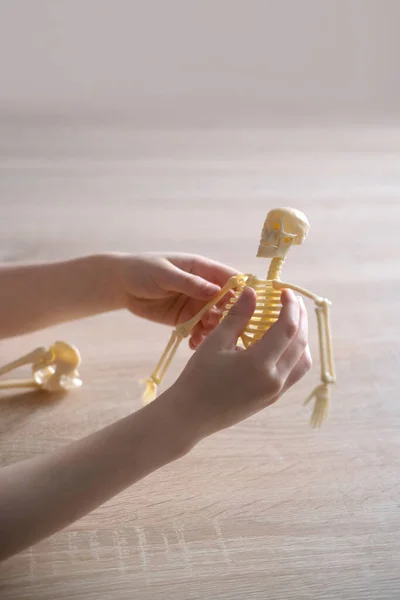 Close Hands Child Examining Plastic Model Human Skeleton Anatomical Manual — Stock Photo, Image