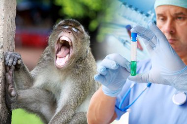 maymun, doktor, bilim adamı zoonotik bulaşıcı viral hastalıklar maymun çiçeği, konsept araştırma çiçeği virüsü, aşı üretimi, primatlar üzerinde tıbbi deneyler, hayvan hastalıkları, veterinerlik ilaçları üzerinde çalışıyor.