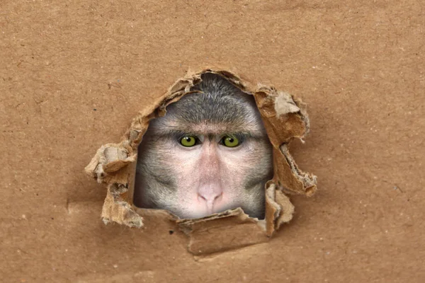 Macaca fuscata, Japanese macaque, cardboard form, craft paper, a hole , brown northern monkey, concept of conducting medical experiments on primates, animal diseases, viral infection monkeypox