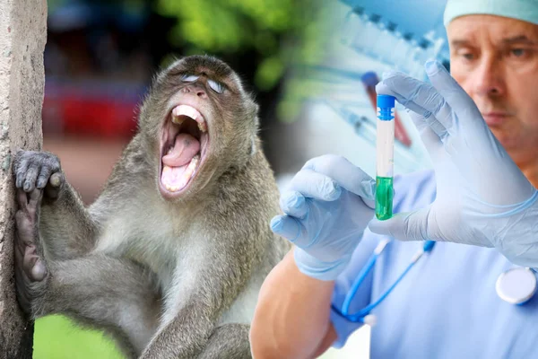 科学者は 動物性感染性ウイルス疾患のサル天然痘 概念研究水痘ウイルス ワクチンの作成 霊長類の医学実験 動物病 獣医学を研究しています — ストック写真