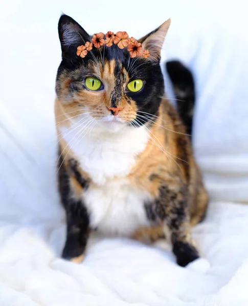 Ενήλικη Σκούρα Τριχρωμία Οικόσιτη Θηλυκή Γάτα Στεφάνι Από Λουλούδια Στο — Φωτογραφία Αρχείου