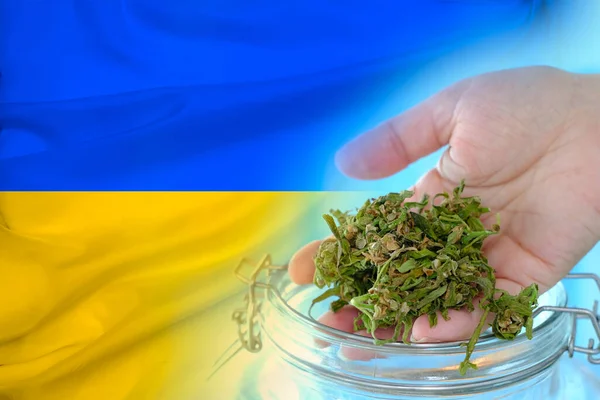 national flag of ukraine, green hemp plants, concept of production of medical cannabis preparations, legalization of drugs, personal use, drug policy of country, cultivation, trade of marijuana