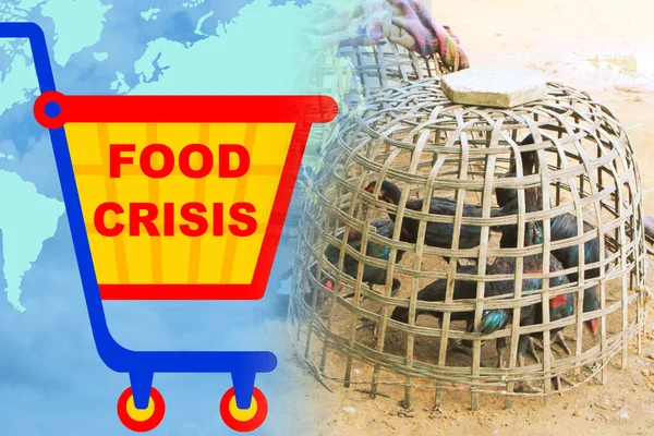 Żywe Kurczaki Koszyku Symbole Wózka Spożywczego Kryzys Żywnościowy Koncepcja Problemów — Zdjęcie stockowe