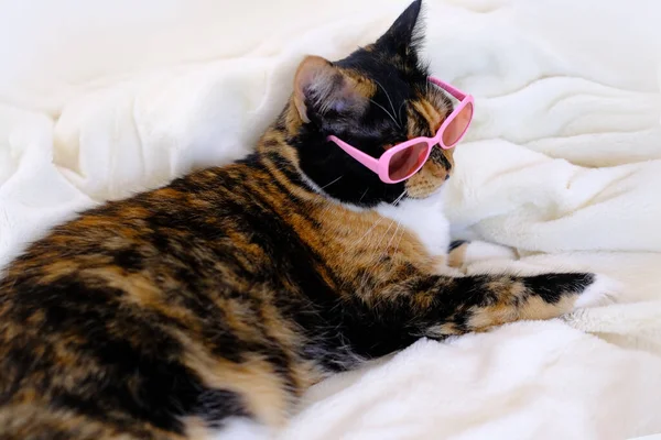 Close Beautiful Brown Tricolor Adult Happy Fashion Cat Pink Sunglasses — Stock fotografie