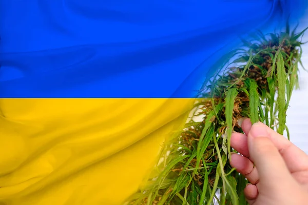 Národní Vlajka Ukrajiny Zelené Konopné Rostliny Koncept Výroby Lékařských Konopných — Stock fotografie