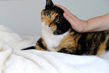 Bayan ellerinin şefkatle okşadığı eski kahverengi renkli evcil kedi bembeyaz pelüş bir örtü üzerinde uzanıyor, hayvanlara sevgi konsepti, evcil hayvanları beslemek, bakım, yaşlılıkta hayvanları desteklemek.