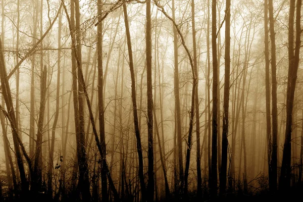 Blurred Photo Mysterious Yellow Foggy Landscape Forest Warm Light Illuminates — Stockfoto