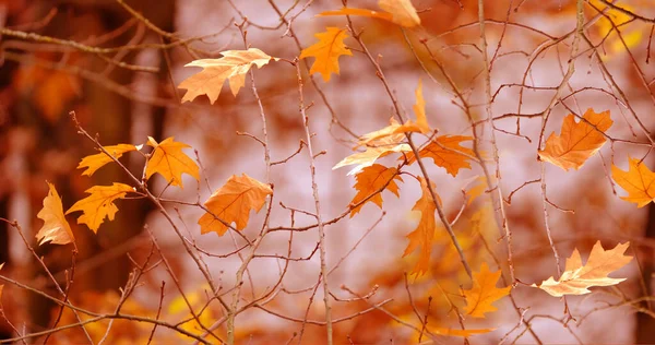 Temporada Otoño Larga Foto Panorámica Fondo Borroso Hojas Color Amarillo —  Fotos de Stock