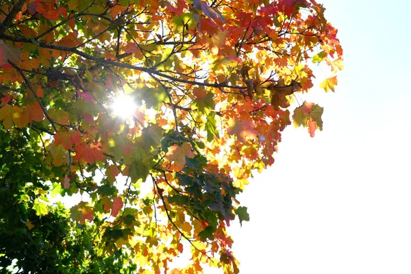 Temporada Otoño Sol Brilla Través Corona Del Árbol Hojas Color —  Fotos de Stock