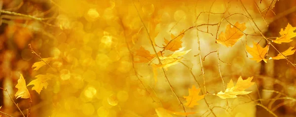Herbstsaison Langes Panoramafoto Mit Verschwommenem Hintergrund Goldgelbe Blätter Gutes Wetter — Stockfoto