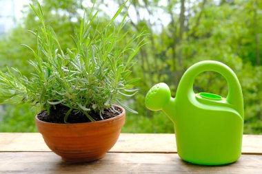 terracotta ceramic pot with young plants of garden lavender, Lavandula, green watering can for watering on old wooden boards, background of green foliage, transplanting garden plants, hobby for soul