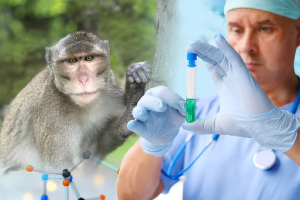 Чоловічий Фармацевт Вчений Тримає Скляну Пробірку Ліками Вакциною Макаронними Мавпами — стокове фото