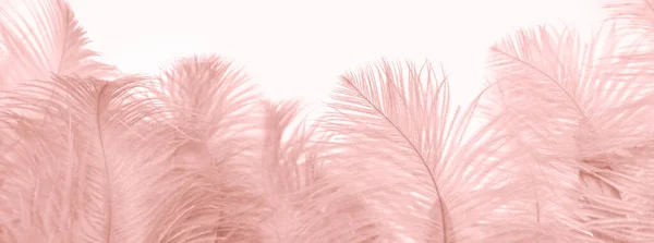 Pink Fluffy Ostrich Feather Background Delicate Luxury Texture Designer Text —  Fotos de Stock