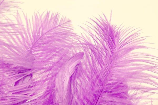 Pink Purple Fluffy Ostrich Feather Background Delicate Luxury Texture Designer — Stockfoto