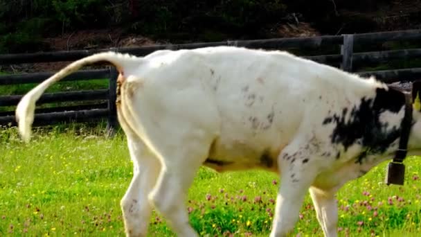 White Calf Shits Fresh Grass Young Cows Heifers Graze Pasture — Vídeo de stock