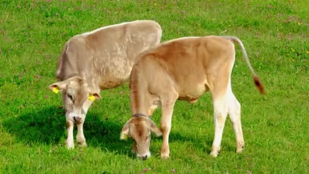 Bruin Kalf Kondigt Een Andere Jonge Koeien Vaarzen Grazen Weiden — Stockvideo