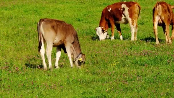 Brązowe Cielę Pije Wodę Pijącego Młode Jałówki Pasą Się Łące — Wideo stockowe