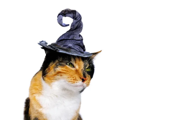 Adult Dark Tricolor Domestic Female Cat Blue Hat Crooked Witch — Φωτογραφία Αρχείου