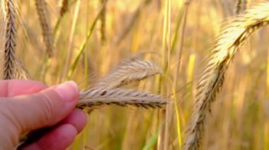 golden ripe ears of rye sway in wind, checking quality, motion Sunshine over summer field, concept of rich harvest of bread, grain import, export, stock exchange, grain trading, Grains Futures Prices