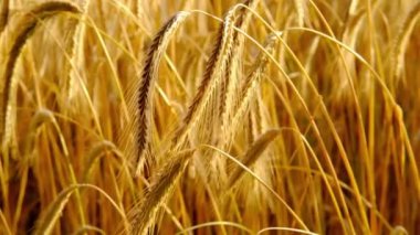 Çavdar ekmeğinin altın olgun kulakları rüzgarda sallanıyor, kaliteyi kontrol ediyor, yaz tarlasında hareket ediyor, güneş ışığı, ekin hasadı, tahıl ithalatı, ihracatı, borsa, tahıl ticareti, tahıl fiyatları, tahıl fiyatları konsepti