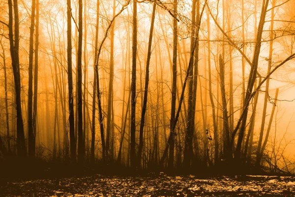Размытое Фото Загадочного Желтого Туманного Ландшафта Леса Теплый Свет Освещает — стоковое фото