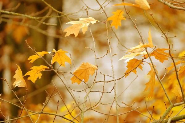 Temporada Otoño Fondo Borroso Hojas Color Amarillo Dorado Buen Tiempo —  Fotos de Stock